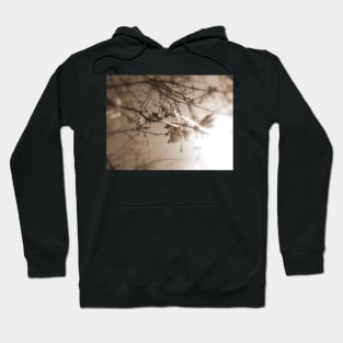 cherry blossoms in the sun, sepia Hoodie